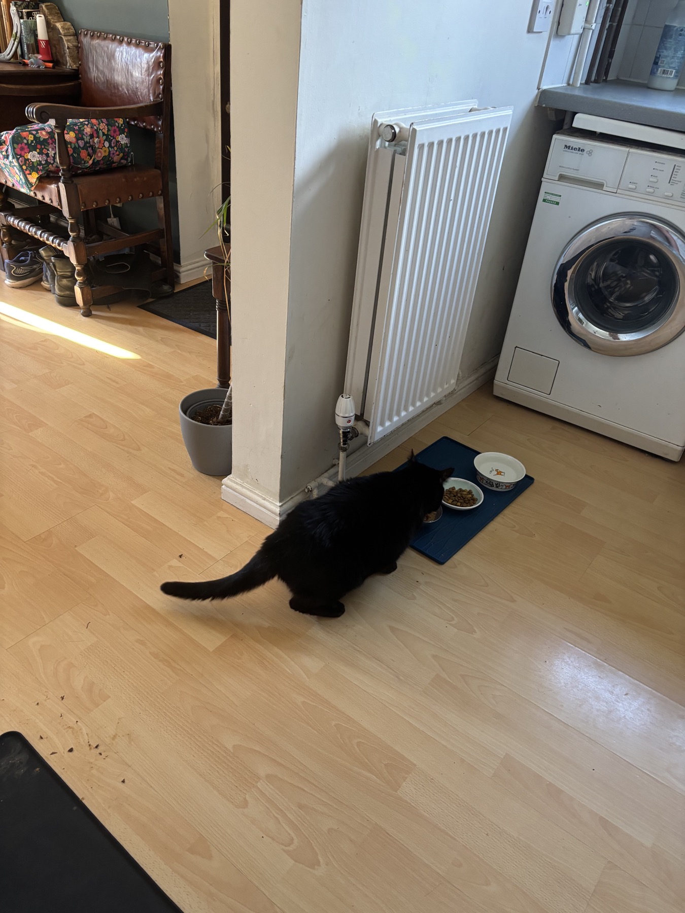 Cat eating from bowls during a feeding routine