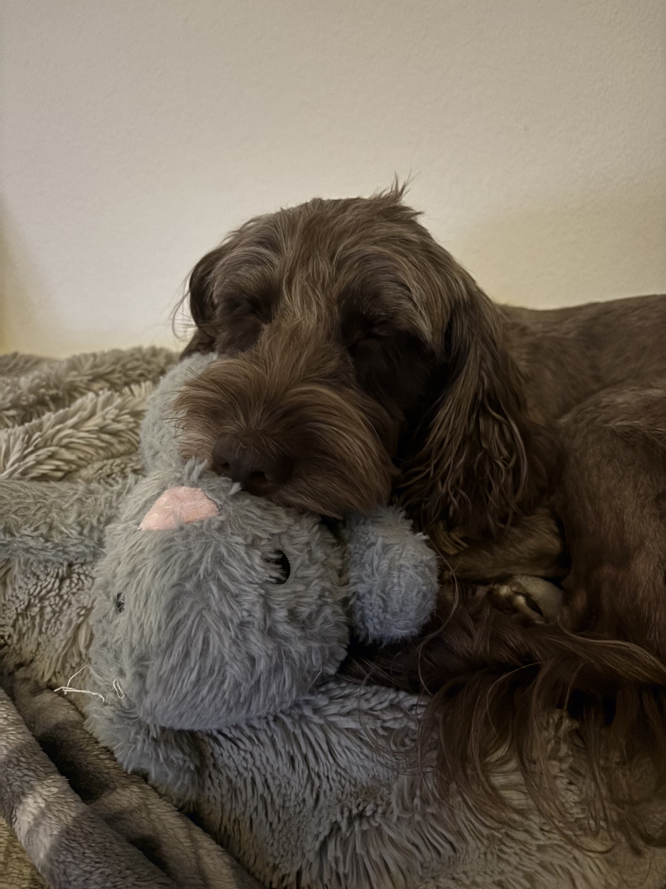 Dog resting at home with a soft toy