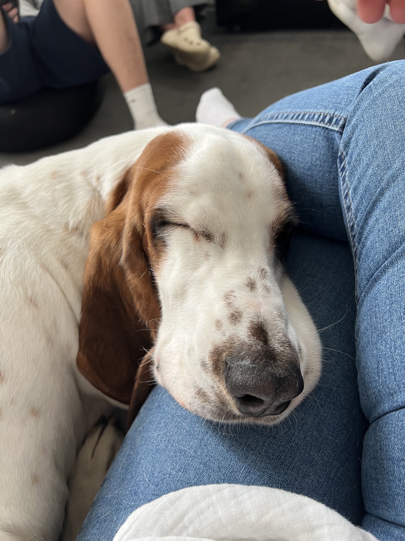 Dog sleeping calmly during pet care