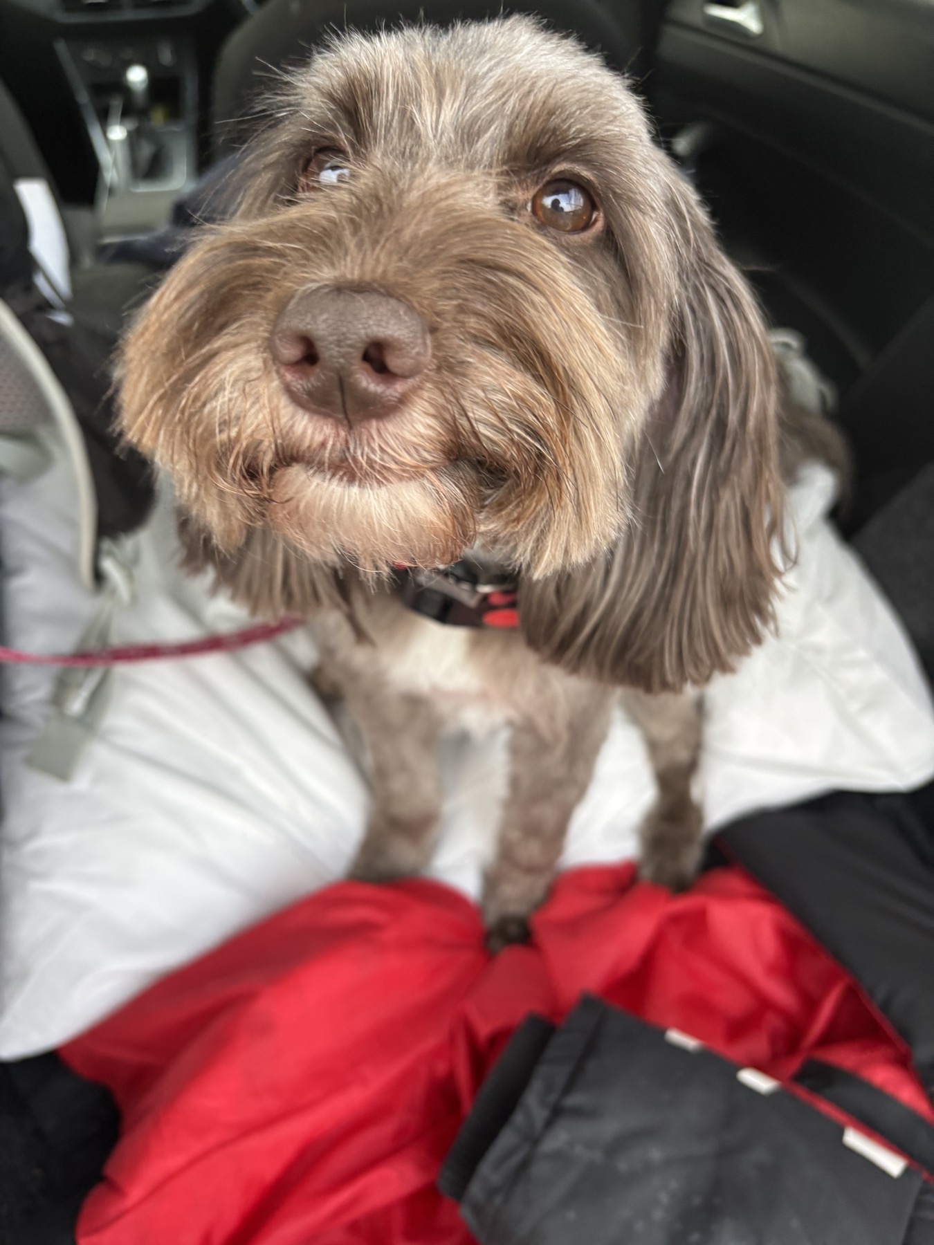 Overseas pet sitting example