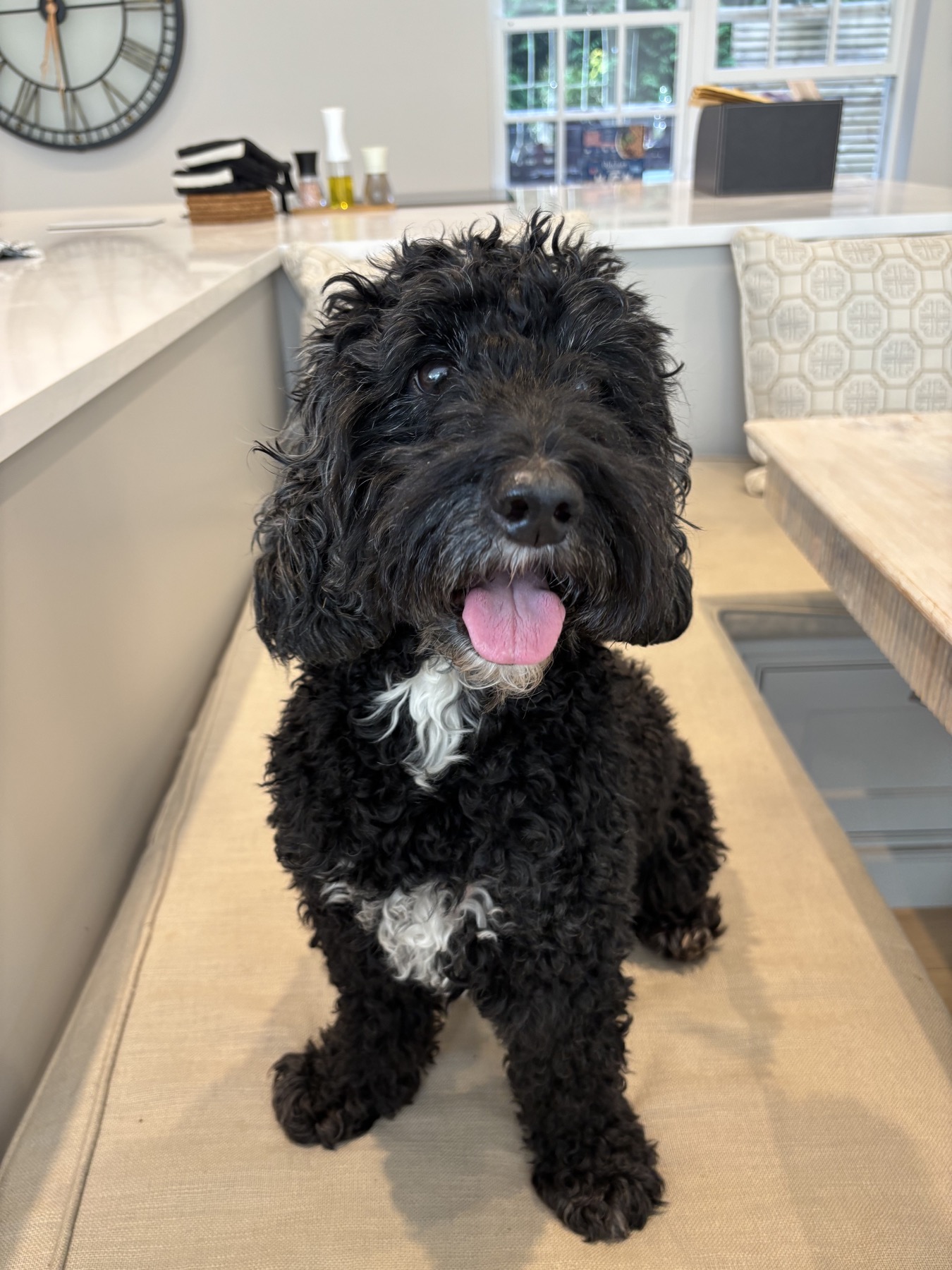 A black dog sitting calmly in a kitchen